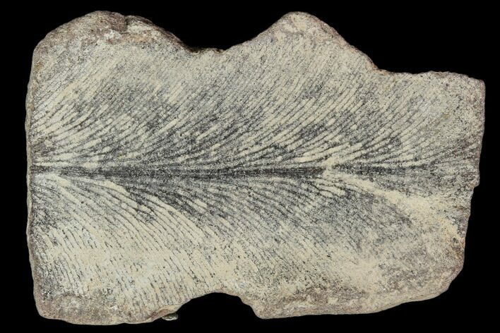 Fossil Fern (Lygdonium) - Carboniferous #111668
